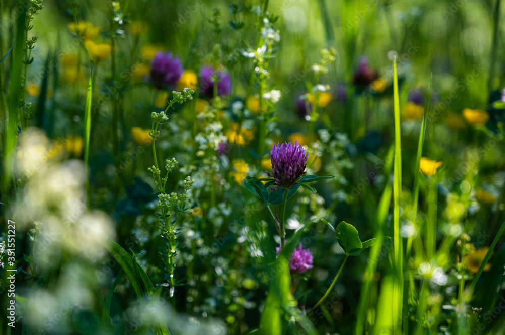 A field of beautiful colorful wildflowers on a blurred background A field of beautiful colorful wildflowers on a blurred background