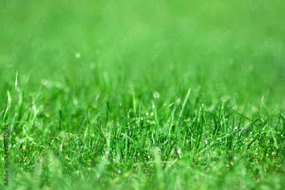 green grass with water drops background, grass bokeh backdrop, banner copy space green grass with water drops background, grass bokeh backdrop, banner copy space