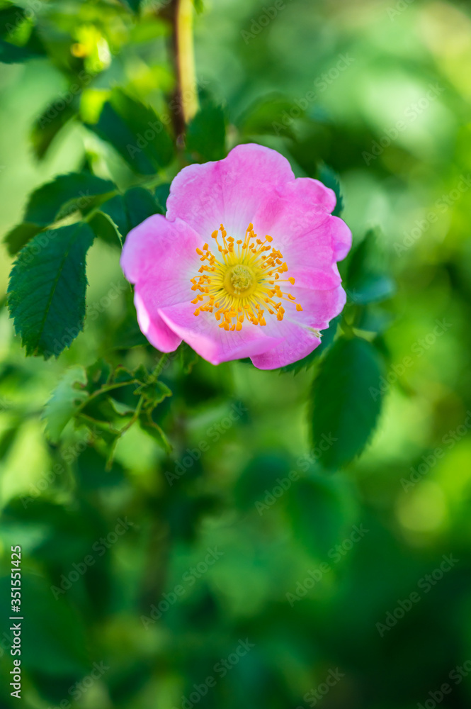 Obraz premium A vertical closeup shot of a beautiful pink wild rose on a blurred background