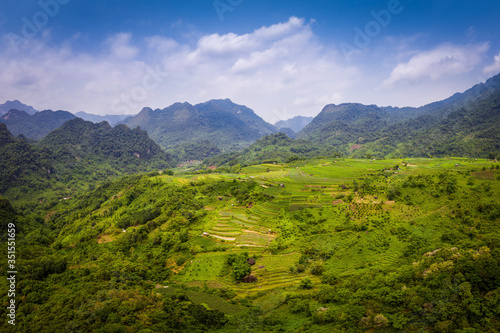 typical Vietnamese landscape in spring with rice fields