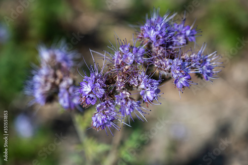 A closeup shot of beautiful purple pennyroyal flowers on a blurred background