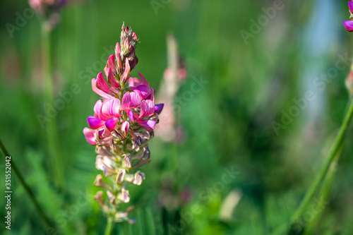 Fototapeta Naklejka Na Ścianę i Meble -  A clouse-up shot of a  beautiful pink lavender flower