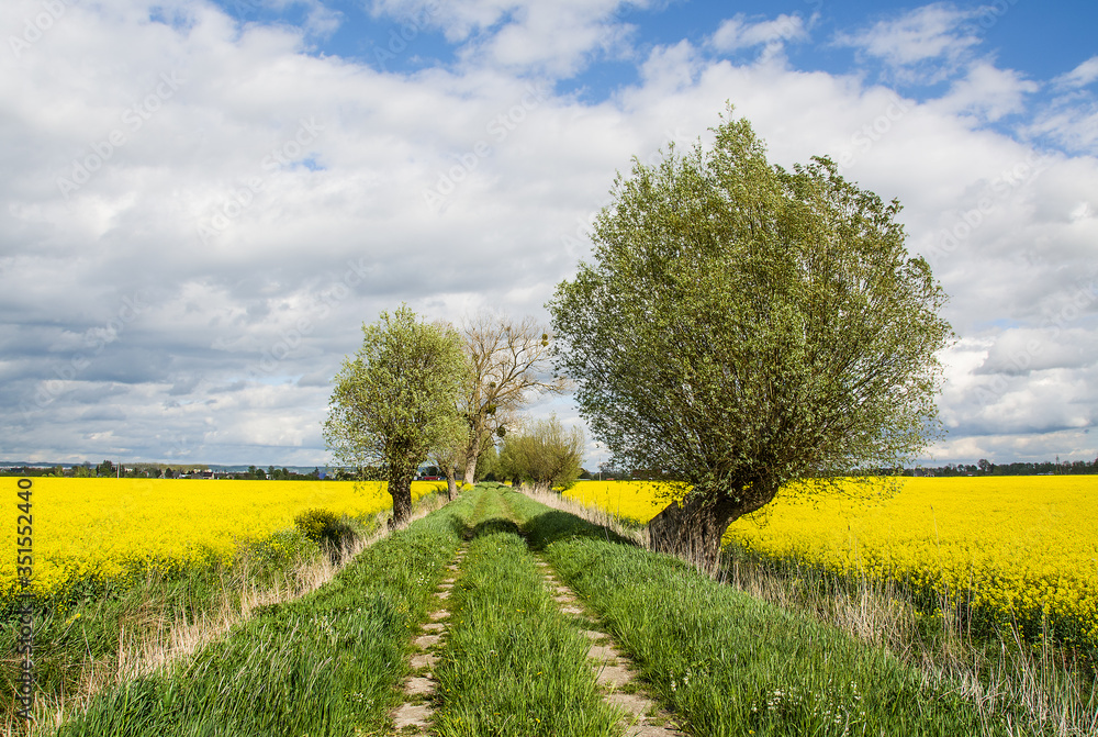 Rapeseed field, trees and dirt road. Beautiful landscape Zulawy Wislane in Poland