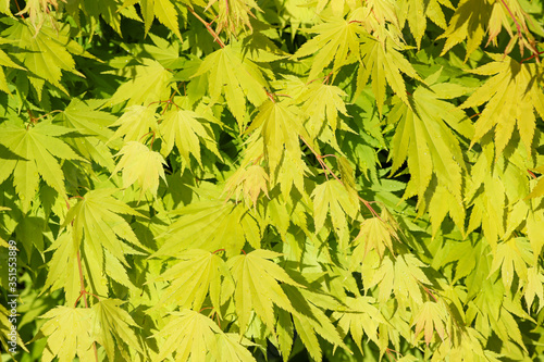 Close-up of fresh green Japanese Acer leaves in the springtime.
