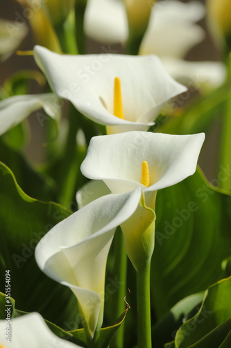 Tableau sur toile Close up of white arum lily flower in the spring sunshine