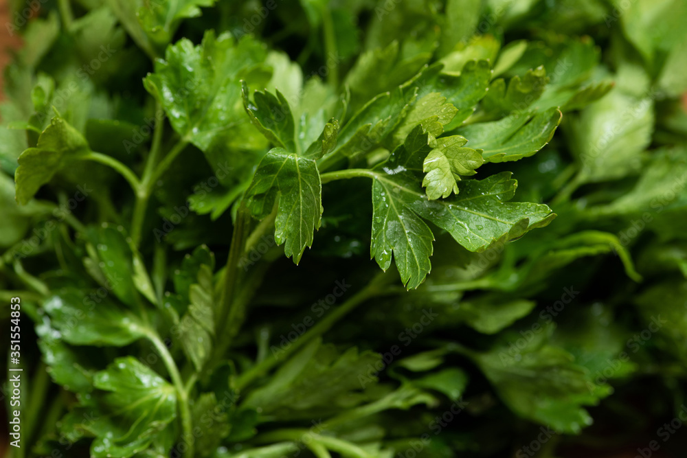 close up view of fresh green parsley close up view of fresh green parsley