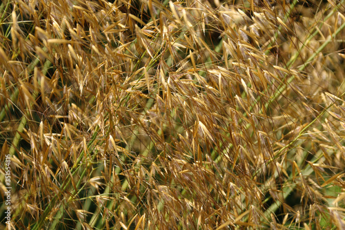 Close up of onamental grass stipa gigantea growing in the summer sunshine photo