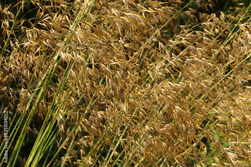 Close up of onamental grass stipa gigantea growing in the summer sunshine photo