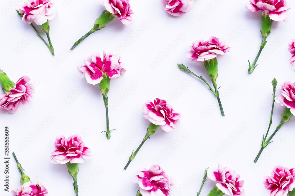 Carnation flower on blue background.  Top view