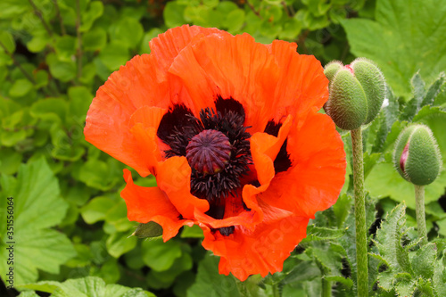 Close up of oriental poppy in red - papaver orientale