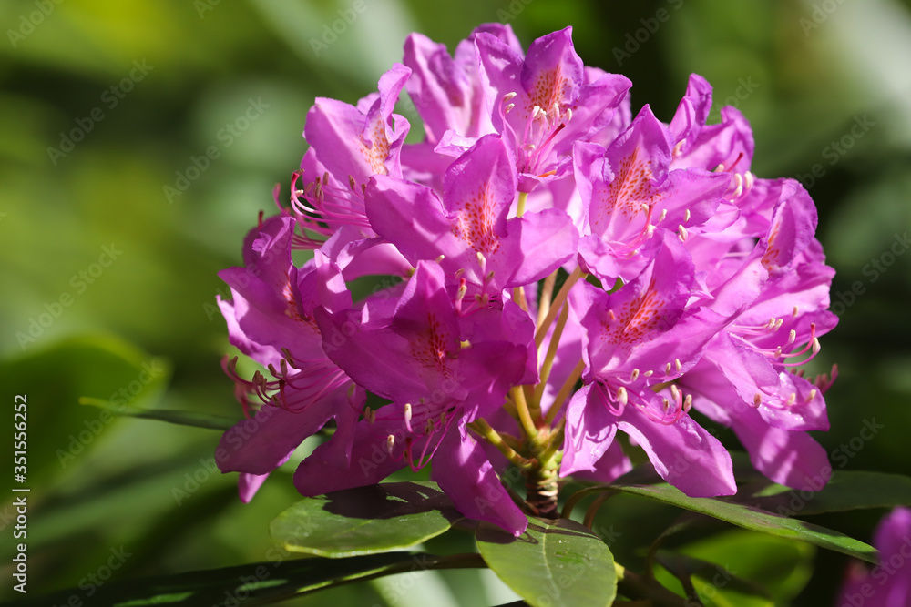 Close up of a purple Rhododendron flower in the spring. 
