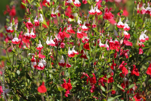 Red and white flowers of Salvia hot lips, Salvia microphylla, growing in the spring sunshine © Helen Davies