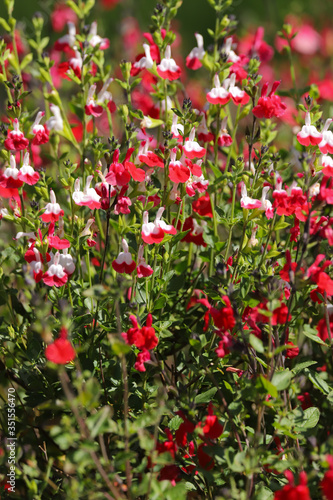 Red and white flowers of Salvia hot lips, Salvia microphylla, growing in the spring sunshine © Helen Davies