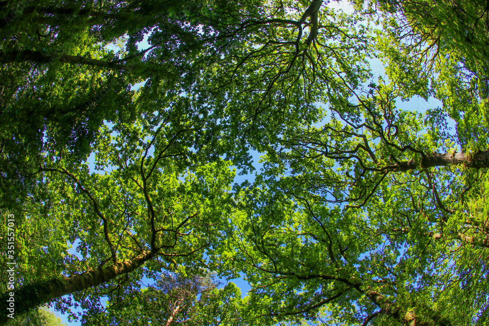 An ancient woodland tree canopy in the UK through a fish-eye lens in the spring sunshine with fresh green leaves against a blue sky An ancient woodland tree canopy in the UK through a fish-eye lens in the spring sunshine with fresh green leaves against a blue sky