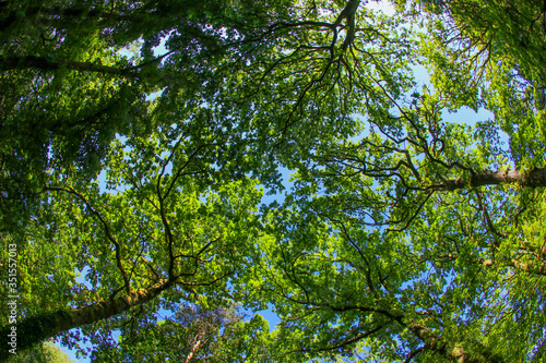 An ancient woodland tree canopy in the UK through a fish-eye lens in the spring sunshine with fresh green leaves against a blue sky