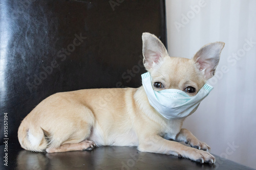 Sick mini chihuahua dog wearing medical mask  stop coronavirus COVID-19  illness