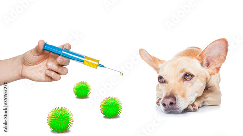 ill sick dog with illness  , coronavirus all over © Javier brosch