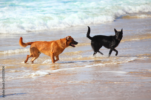 couple of two dogs on the beach