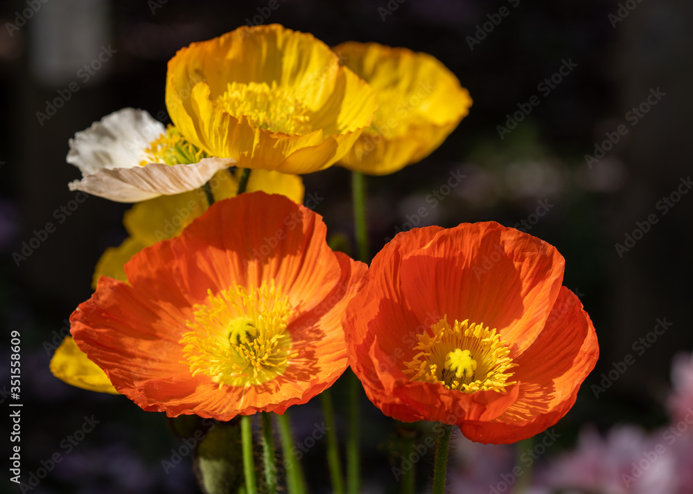 Fototapeta premium ポピー