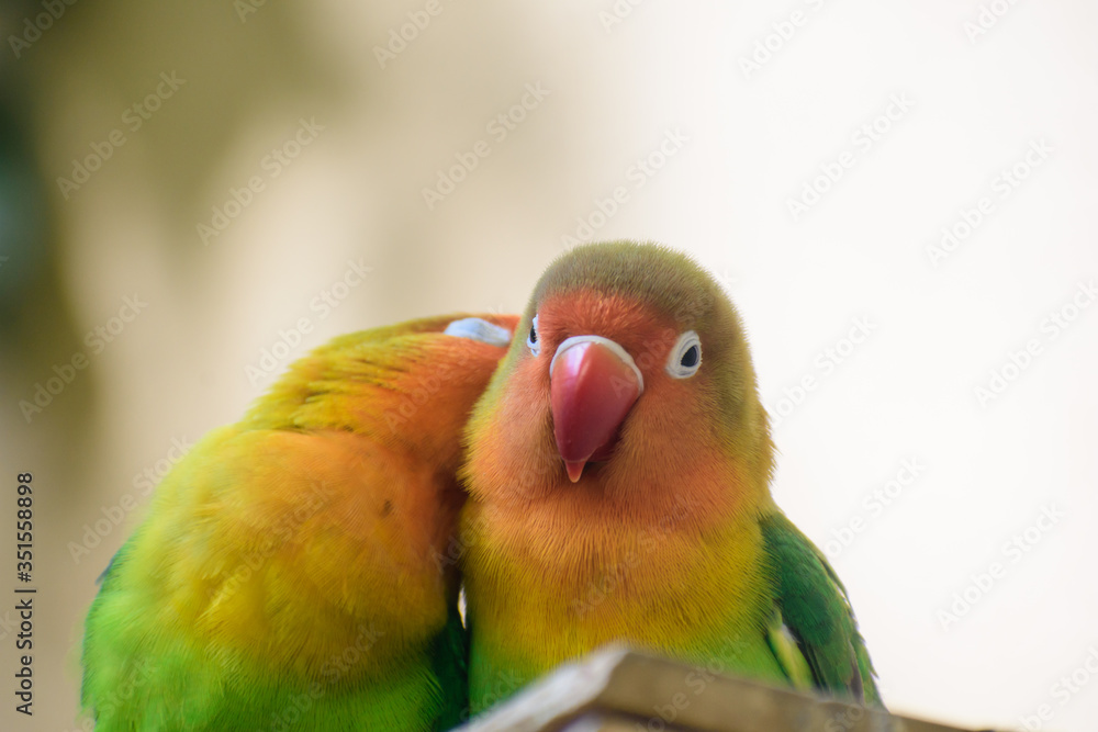 Naklejka premium ボタンインコ