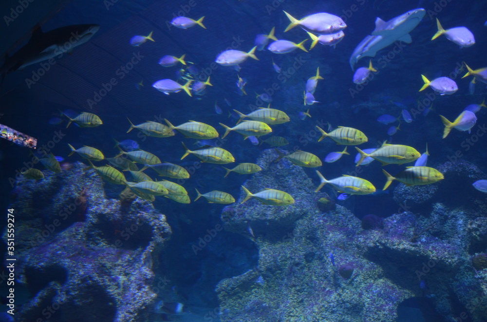 Obraz premium coral reef in aquarium