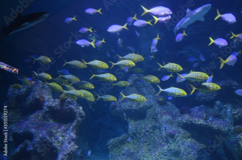 coral reef in aquarium © varun