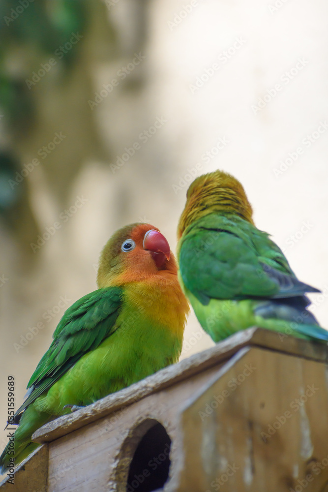 Obraz premium ボタンインコ