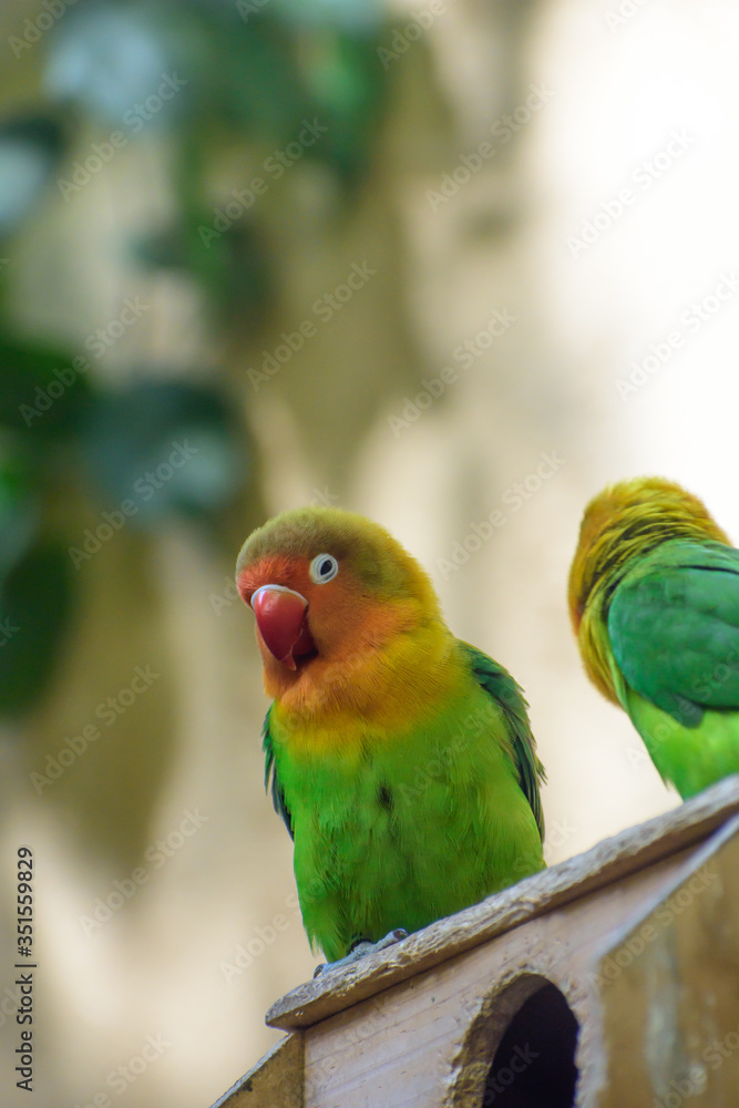 Naklejka premium ボタンインコ