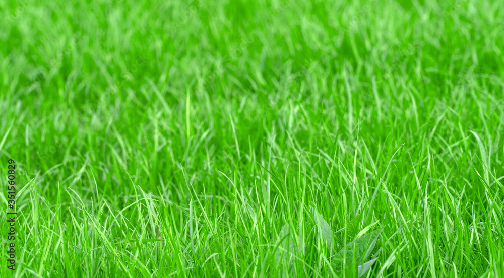 green grass for the background, soft selective focus green grass for the background, soft selective focus