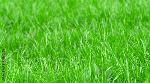 green grass for the background, soft selective focus