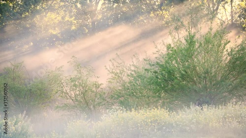 Dutch countryside scene sunrise mist with sound of birds chirping