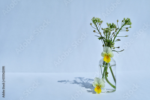 Closeup of the bouquet of wild pansy in the small jar of water on the light background