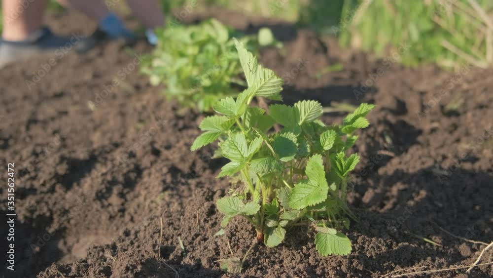 A person plants strawberry plants that will then grow berries. Natural agricultural environment. A person plants strawberry plants that will then grow berries. Natural agricultural environment.
