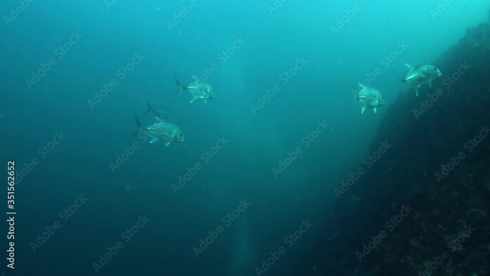School of bigeye trevally or caranx sexfasciatus on a reef
School of bigeye trevally or caranx sexfasciatus on a reef