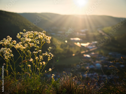 Fototapeta Naklejka Na Ścianę i Meble -  Wild flowers with blurry background