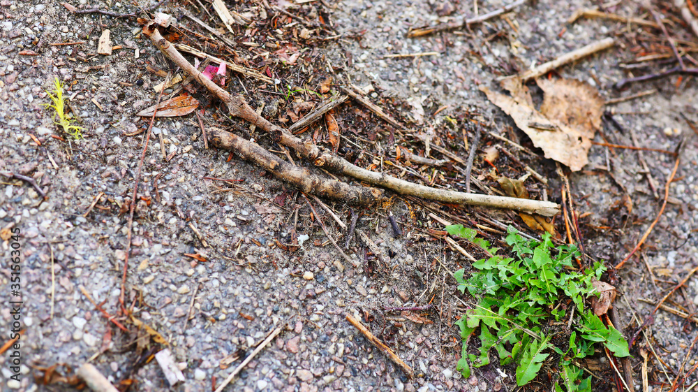 closeup on a ground dirt and leaf with detailed texture in daylight, for environmental or go green and mother nature concepts closeup on a ground dirt and leaf with detailed texture in daylight, for environmental or go green and mother nature concepts