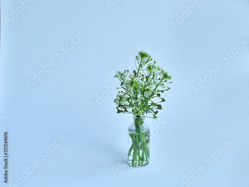 Closeup of the bouquet of wild Shepherd s Purse in the small jar of water on the light background photo