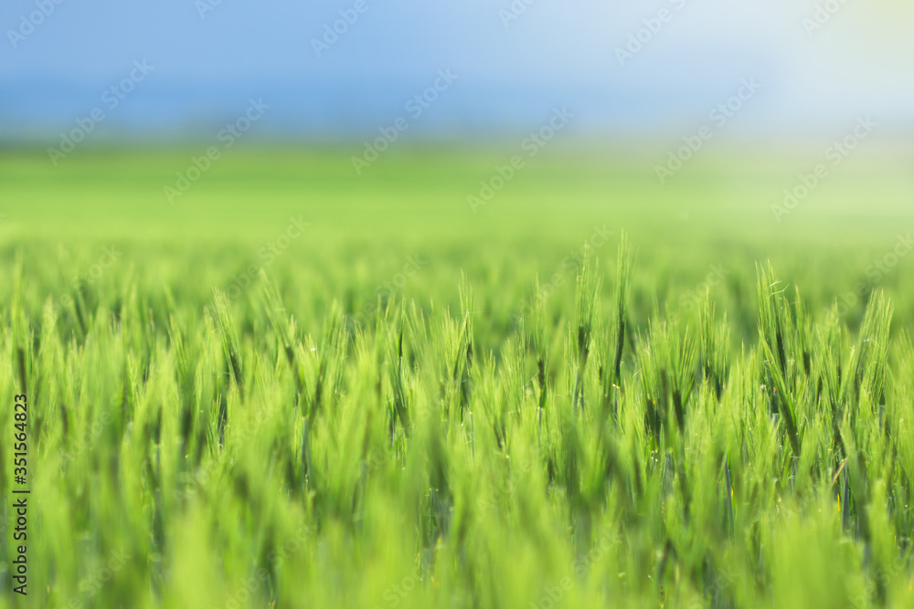 Young green barley on the field background, green backdrop with sun rays and blue sky