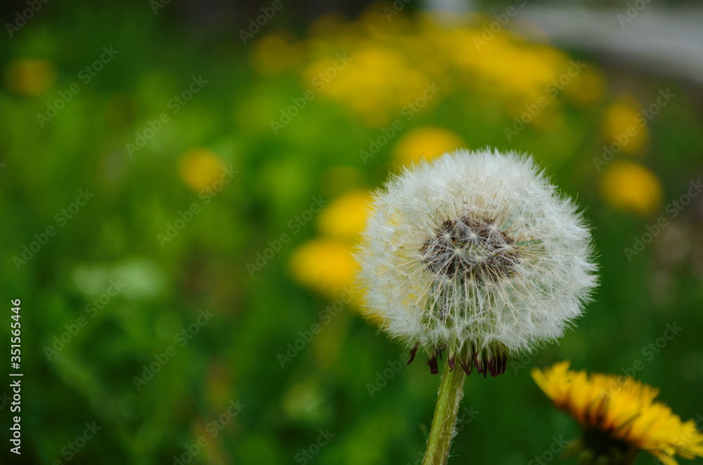 Fototapeta premium Dandelion. Macro photo. Ripe dandelion seeds. White aerial dandelion umbrellas.
