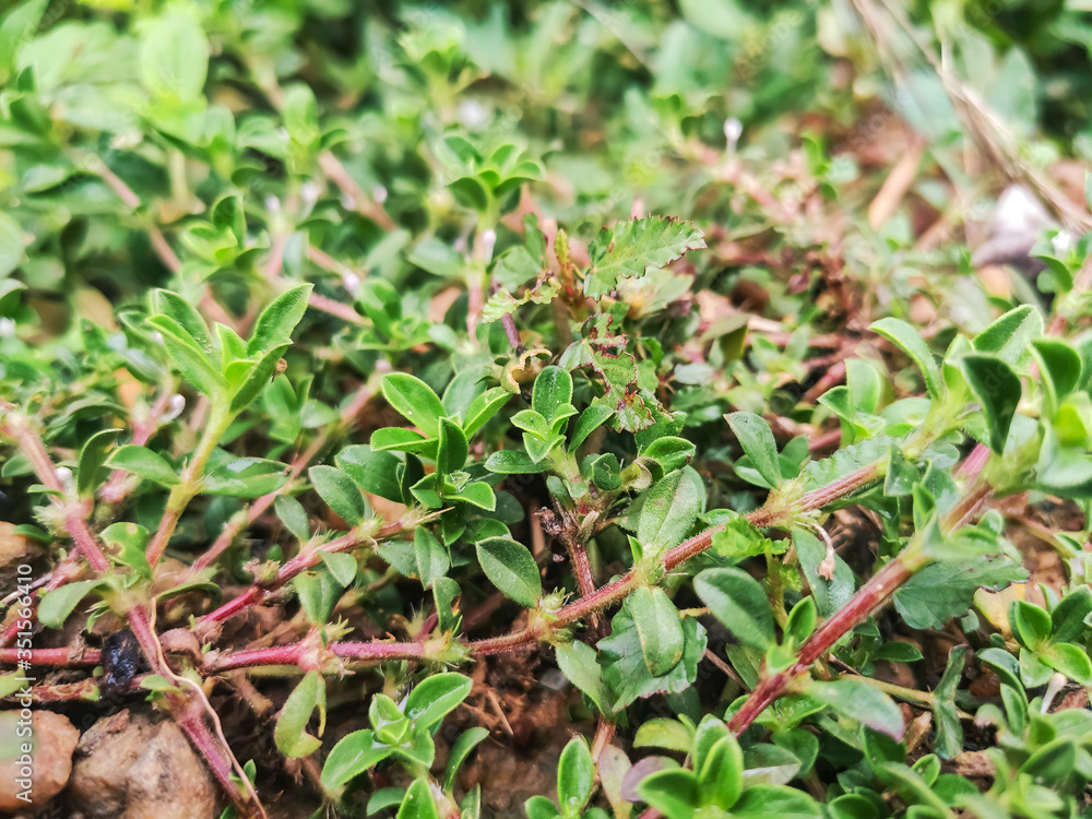selective focus on green plant leaves selective focus on green plant leaves