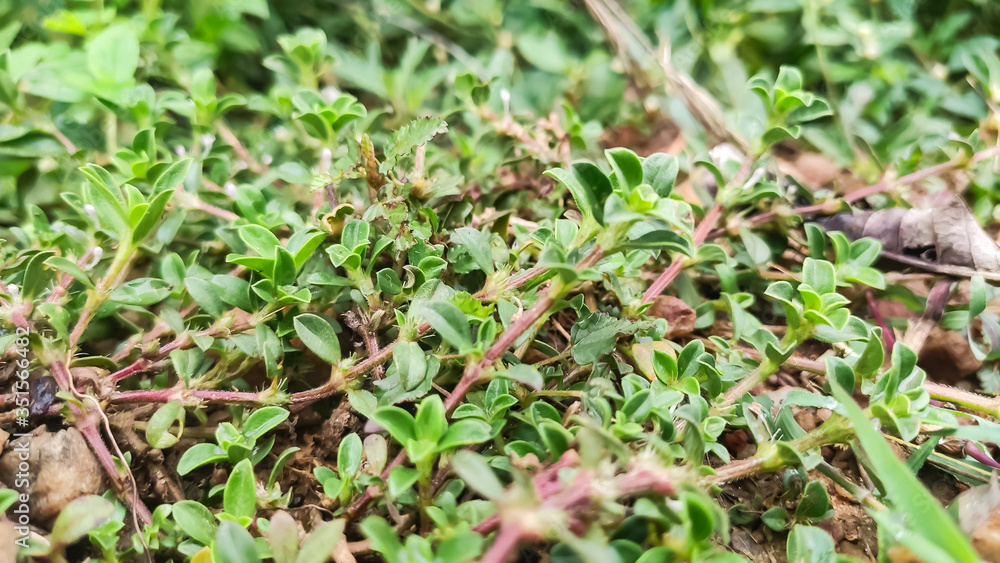 selective focus on green plant leaves selective focus on green plant leaves