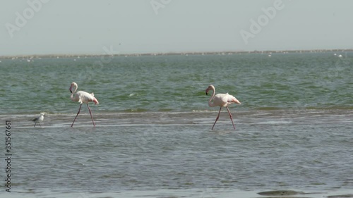 Panning shot of flamingoes and seagull in sea against sky, birds in water at beach - Swakopmund, Namibia photo