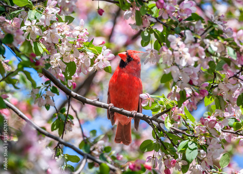 Photography Cardinal in flowers