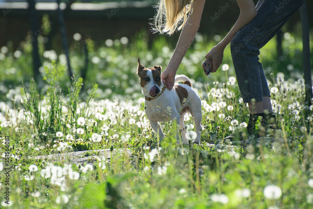 The owner holds the dog by the collar. The dog stands in the grass
The owner holds the dog by the collar. The dog stands in the grass