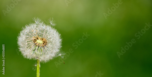  A fluff flies from a dandelion  which is caught on other fluff