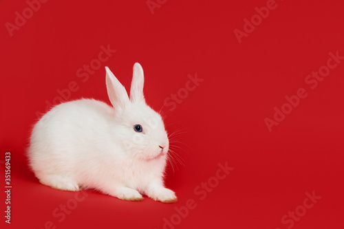 Christmas and New Year white fluffy rabbit on red background © oes