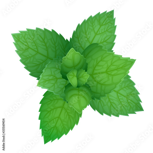 A fresh raw mint leaves isolated on a white background. Vector