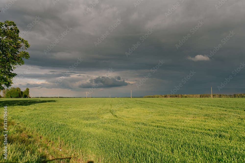 Field with green grass on the background of clouds before the rain, natural background