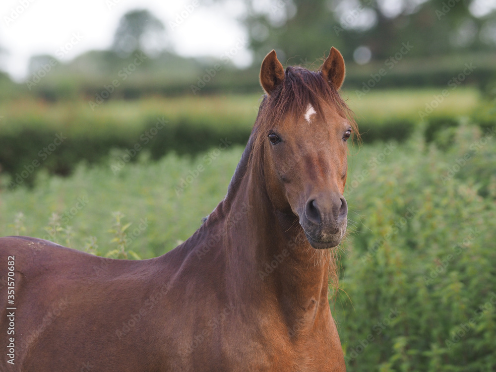 Obraz premium Welsh Pony Headshot