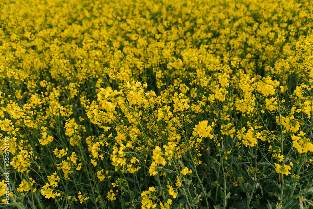 detail of flowering rapeseed field. Rapeseed field. detail of flowering rapeseed field. Rapeseed field.